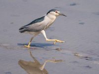 驚喜不止滴水湖稀客,上海“在冊”鳥種501種,為全國三分之一 驚喜不止滴水湖稀客,上海“在冊”鳥種501種,為全國三分之一