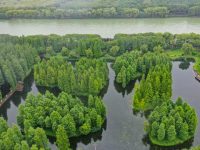 打開這份“禮包”,上海人均擁有一間“房”,15年后郊野公園超過30座 打開這份“禮包”,上海人均擁有一間“房”,15年后郊野公園超過30座