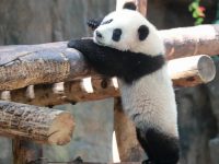 上海野生動物園大熊貓嘉嘉仔滿半歲，今起與游客見面