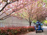 下起粉雨,鋪上花毯,上海首條“落花不掃”道路留住溫暖春色 下起粉雨,鋪上花毯,上海首條“落花不掃”道路留住溫暖春色