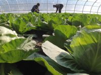 扶貧點蔬菜滯銷,這家央企將它們送到最需要的地方 扶貧點蔬菜滯銷,這家央企將它們送到最需要的地方