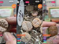 這間直播間里從來沒有人，可月銷售額竟然增長50%，還主動傳授經驗