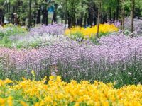 滬上又一親子打卡好去處!這個美麗鄉村的母親花文化節來了 滬上又一親子打卡好去處!這個美麗鄉村的母親花文化節來了
