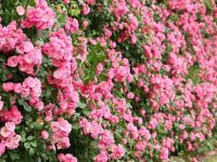 1500米水泥墻忽然變成“少女粉”,這種花已經爬到了高架上 1500米水泥墻忽然變成“少女粉”,這種花已經爬到了高架上