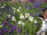 295萬人次!“五一”上海城市公園游客量比去年少了近一半 295萬人次!“五一”上海城市公園游客量比去年少了近一半