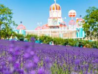 上海薰衣草節開幕了,15萬平米紫色花海+綠地大草坪,首次開放帳篷營地 上海薰衣草節開幕了,15萬平米紫色花海+綠地大草坪,首次開放帳篷營地