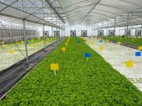 這一事關上海千家萬戶的“小特產”要升級成“大產業”了