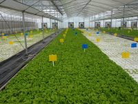 兩個80后三年里投入900萬元做農業,為什么? 兩個80后三年里投入900萬元做農業,為什么?