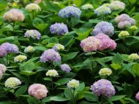 初夏占C位，能超長“待機”，還會變色，它如今紅遍上海