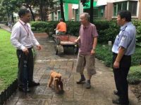 無證、不牽繩、不帶嘴套……上海對違法養犬現場執法，5月至今處罰870余起