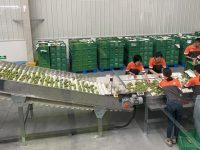 阿里建村、京東種菜、拼多多找人工智能養草莓,互聯網公司對農業又心癢了 阿里建村、京東種菜、拼多多找人工智能養草莓,互聯網公司對農業又心癢了