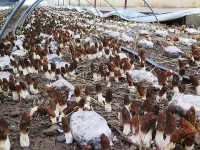 全國首次!上海科研人員在3500多米高原種出這一珍稀菌菇 全國首次!上海科研人員在3500多米高原種出這一珍稀菌菇