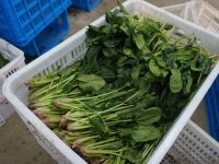 零化肥、零農藥的綠葉菜就該種得貴、賣得貴?上海算了一筆賬,結果發現…… 零化肥、零農藥的綠葉菜就該種得貴、賣得貴?上海算了一筆賬,結果發現……