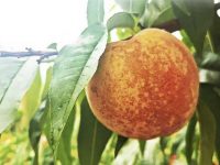 朋友圈的這種微商產品常賣空，不討人嫌有生意經