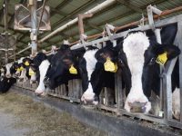 上海乳業老字號疫情中找到機遇，奶牛場生產一線藏著逆勢發展密碼