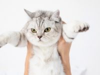 養1只貓=6只狗？“寵物經濟”正蓬勃，疫情期間“鏟屎官”的需求又升級了