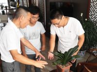 上海首批社區“綠化醫生”上崗,面對千奇百怪的疑難雜癥,都開了些啥方子 上海首批社區“綠化醫生”上崗,面對千奇百怪的疑難雜癥,都開了些啥方子