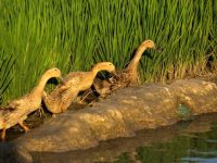 上海這個海歸小伙子一頭扎進水稻田后，要去全國比賽了