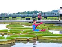 上海多座公園的“平底鍋”受追捧，會“輕功”能載人還有濃香