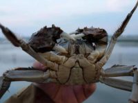 開捕首日，超31噸陽澄湖大閘蟹“坐”飛機飛往全國