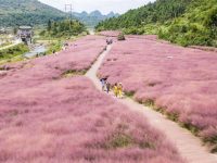 草竟然比花還漂亮？除了粉黛亂子草，今年賞草季還有新“網紅”