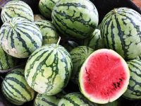 上海秋天有本地產8424西瓜了，這種上海人最喜歡的西瓜，還有段秘史……