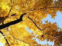 顧村公園2020金秋游園會來了！1萬余株桂花等你來欣賞