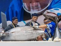 三文魚、金槍魚現切現吃?今年不行,進博會暫停進口冷鏈食品試吃 三文魚、金槍魚現切現吃?今年不行,進博會暫停進口冷鏈食品試吃