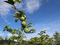 5年累積7億用戶，年成交額破萬億元，拼多多CEO透露了兩個關鍵