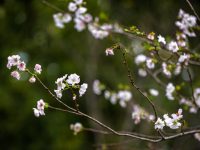 奇怪,上海多座公園的櫻花開了,為何要說別抱太大期望? 奇怪,上海多座公園的櫻花開了,為何要說別抱太大期望?