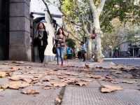 41條“落葉不掃”景觀道開啟最美落葉季 41條“落葉不掃”景觀道開啟最美落葉季