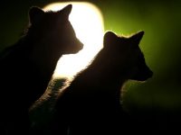 147個小區發現貉，拒之門外還是和諧共處？上海用GPS和紅外監控找答案