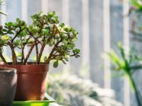 上海這些方寸之地不僅美麗,還有改變生活的力量 上海這些方寸之地不僅美麗,還有改變生活的力量