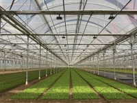 全球最大單體溫室在上海誕生,種的是上海人最喜歡的雞毛菜,價格便宜好多 全球最大單體溫室在上海誕生,種的是上海人最喜歡的雞毛菜,價格便宜好多