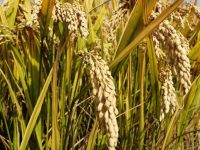 中央開會聚焦這一重中之重的問題,上海答卷讓全國多地農民收入翻番 中央開會聚焦這一重中之重的問題,上海答卷讓全國多地農民收入翻番