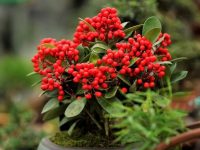 歲末，滬上花市新動向：蝴蝶蘭推“親民款”，殺菌類綠植熱銷，野生“金豆”賣高價……