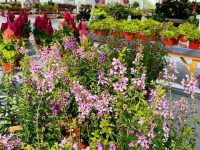 一座“亞洲最大”在上海崇明低調投產,背后有上海最新提出的“美麗產業” 一座“亞洲最大”在上海崇明低調投產,背后有上海最新提出的“美麗產業”