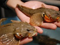 梅山豬、浦東雞、四腮鱸魚……這些地道的上海味道,現在還有新價值 梅山豬、浦東雞、四腮鱸魚……這些地道的上海味道,現在還有新價值