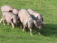 養豬場離家不到100米,上海這個村的村民為什么愿意與豬做鄰居? 養豬場離家不到100米,上海這個村的村民為什么愿意與豬做鄰居?