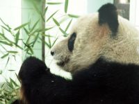 上海這家快70歲的高齡樂園成功逆襲，與迪士尼樂園平起平坐