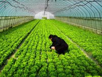 這些上海人最喜歡的春菜上市了，嘗鮮正當時