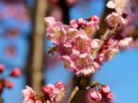 顧村公園早櫻綻放！這份游園須知請及時查收