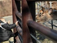 上海公園實施錯峰、限量入園，暫停人流聚集活動、動物互動體驗項目