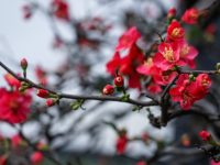 滬上梅花、玉蘭、櫻花混戰迷人眼，又一位“神仙”登場