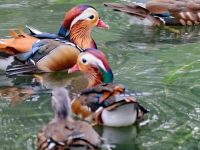 2·2世界濕地日，上海市區的這一小片美麗濕地，成了各種鄉土物種的棲息地