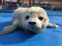 超可愛萌翻了，上海海昌海洋公園迎來首只海洋生肖“牛”寶寶