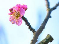 被凍住早開腳步的梅花開了，比去年遲到一周，周末可見“雙梅爭春”