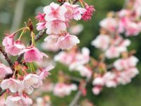 “史上最早”櫻花季來了？梅花表示不爽：我還沒紅夠呢