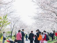 上海櫻花季斷檔，“三月飛雪”的它來救場，選擇在最美時逝去