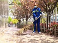 總長3300米櫻花花毯就在身邊，上海5條道路將“落花不掃”